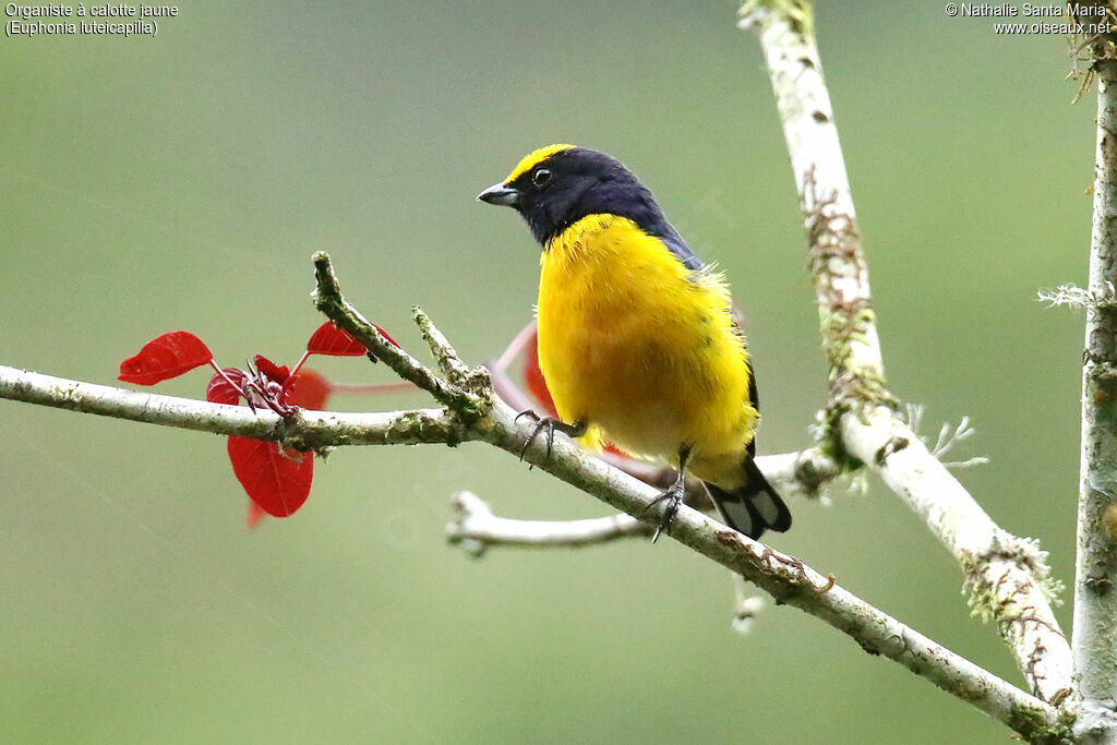 Yellow-crowned Euphonia male adult, identification