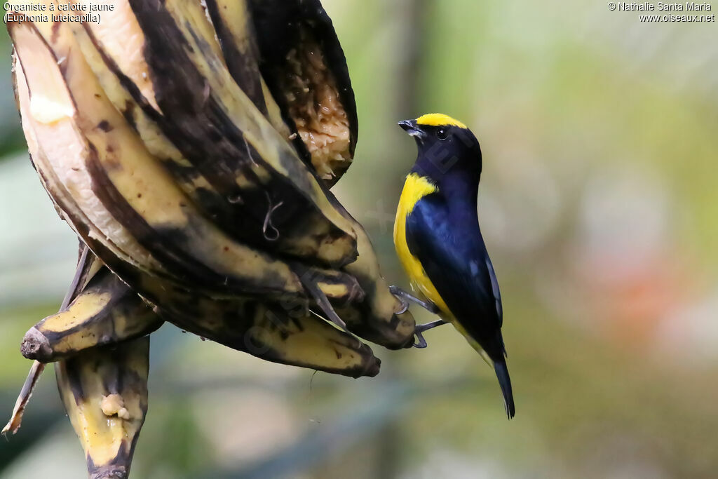 Yellow-crowned Euphonia