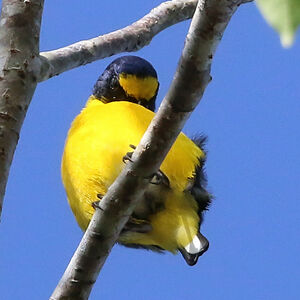 Organiste à gorge jaune