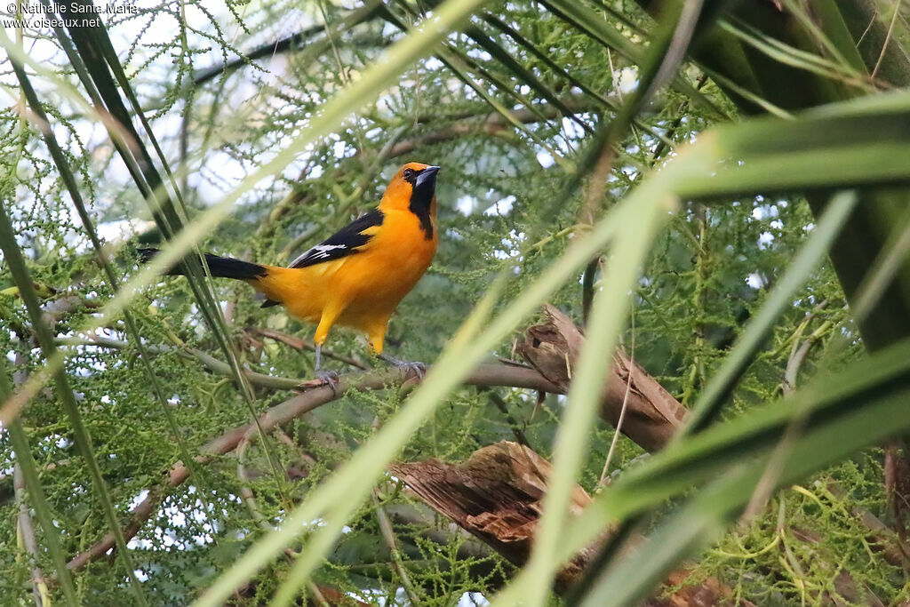 Oriole à gros becadulte, identification