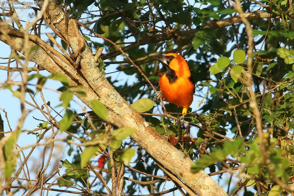 Oriole à gros becadulte, identification
