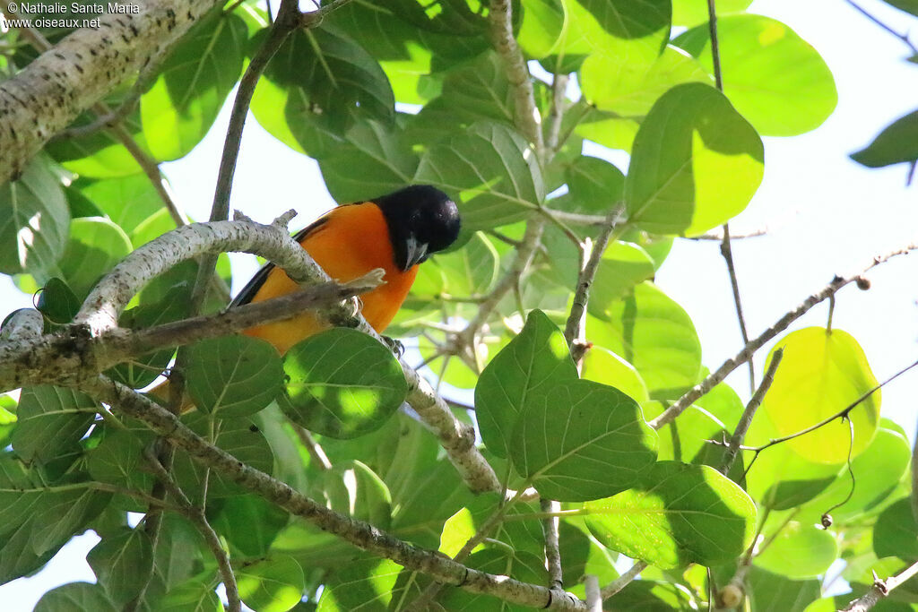 Baltimore Oriole male adult, identification