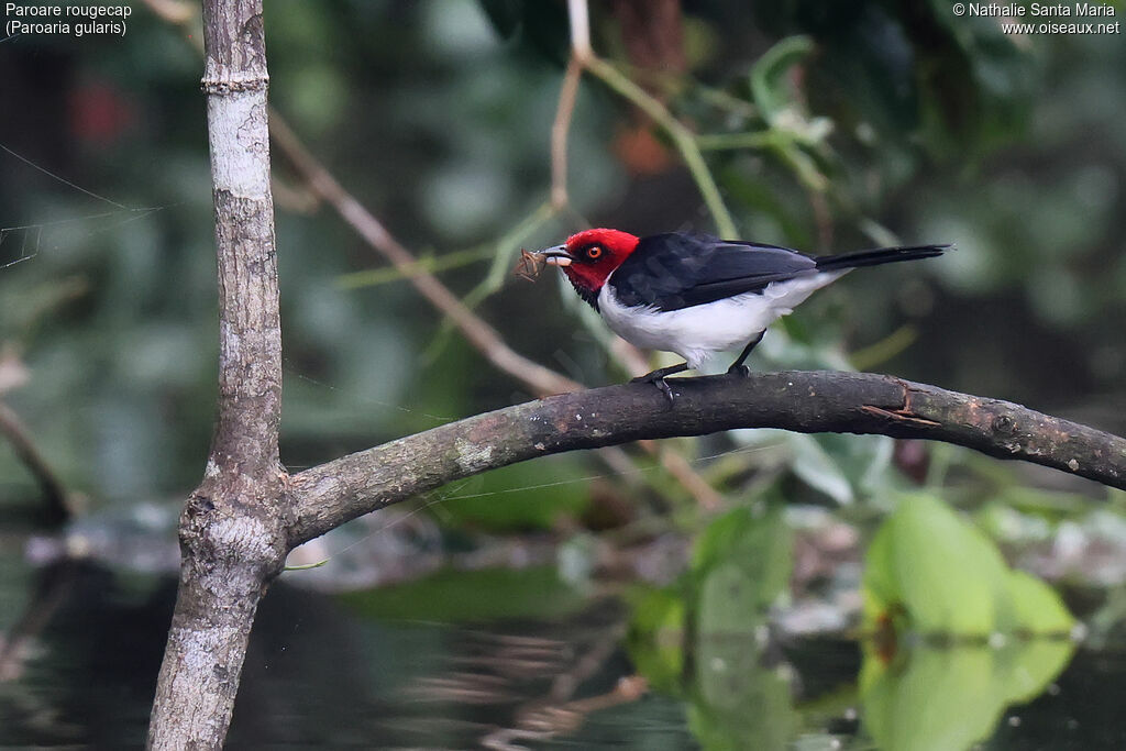 Paroare rougecapadulte, identification, régime, mange
