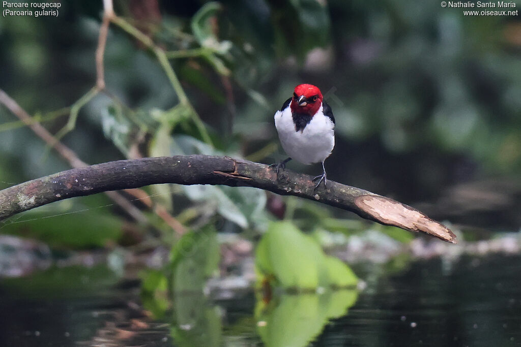 Paroare rougecapadulte, habitat