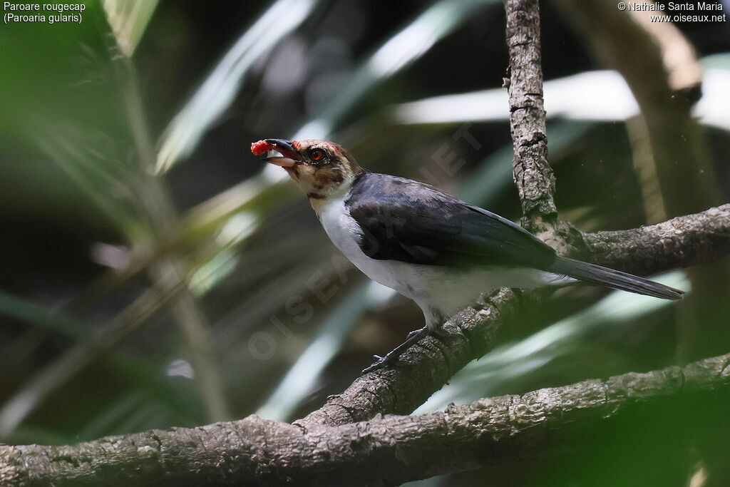 Red-capped Cardinalimmature, identification, feeding habits, eats