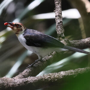 Paroare rougecap