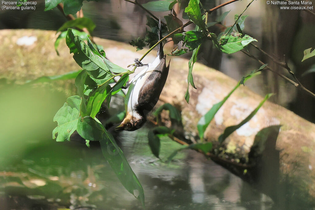 Red-capped Cardinalimmature, identification, fishing/hunting