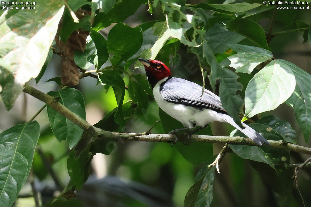 Red-capped Cardinaladult, identification, fishing/hunting