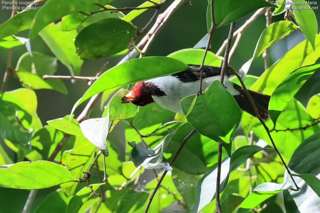 Red-capped Cardinaladult, identification, fishing/hunting