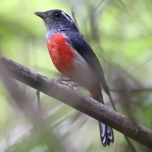 Paruline à plastron