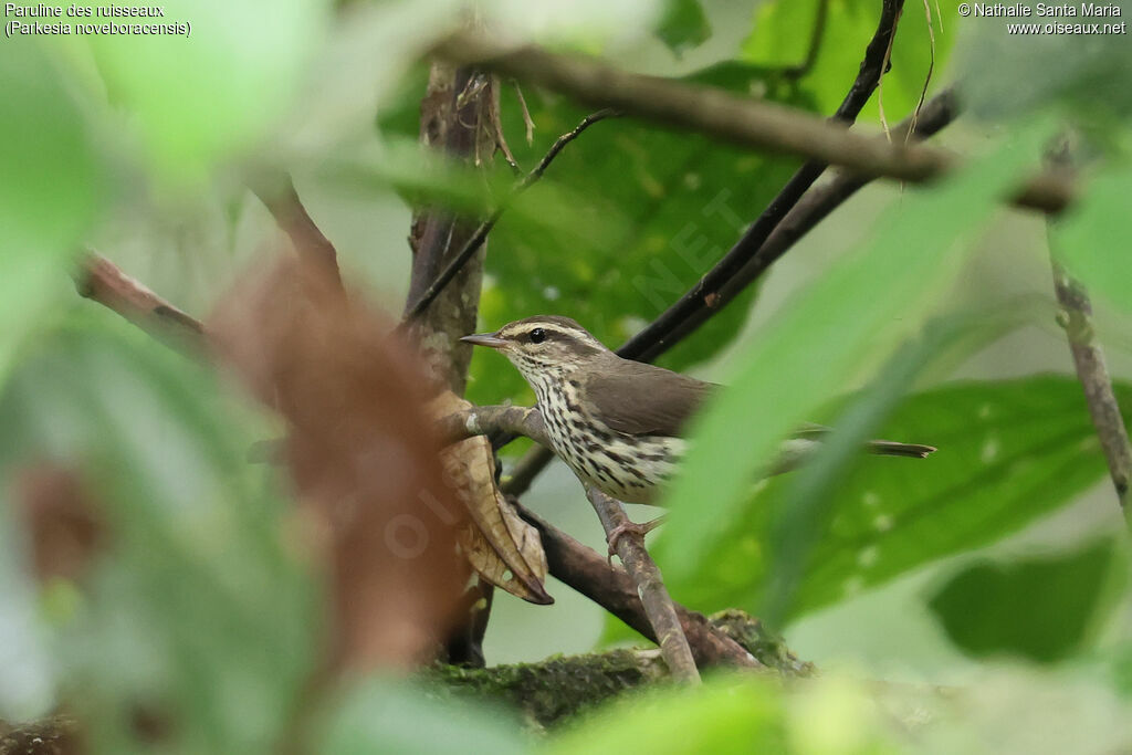 Paruline des ruisseauxadulte, identification