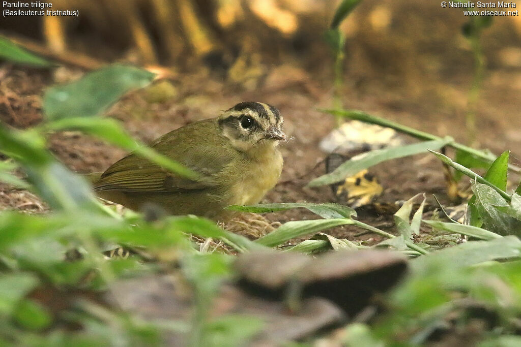 Three-striped Warbleradult, identification