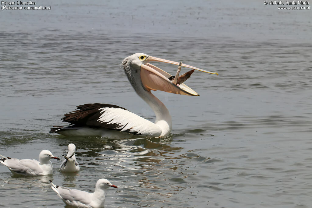 Australian Pelicanadult, identification, fishing/hunting