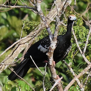 Pénélope à gorge bleue