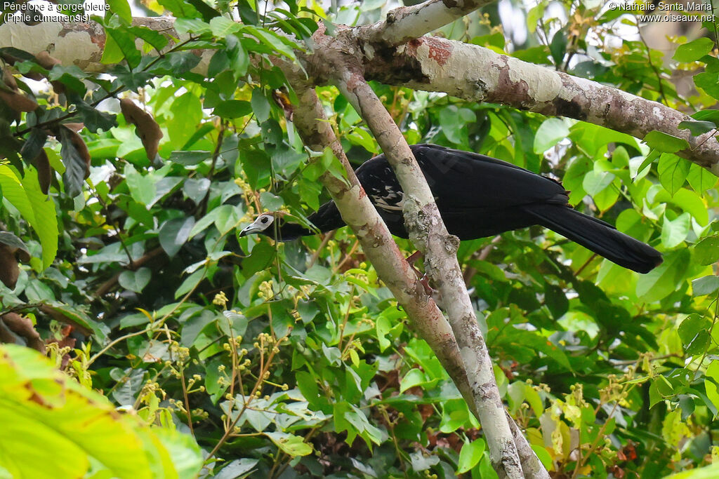 Pénélope à gorge bleueadulte, identification