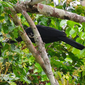Pénélope à gorge bleue