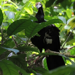 Pénélope à gorge bleue