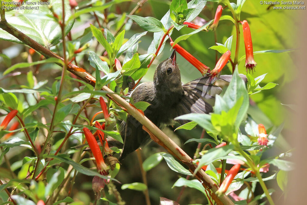 White-sided Flowerpiercer female adult, identification, feeding habits