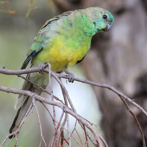 Perruche à croupion rouge