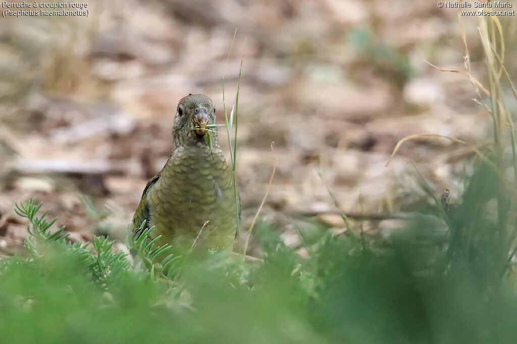 Perruche à croupion rouge femelle juvénile, habitat, mange