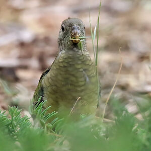 Perruche à croupion rouge