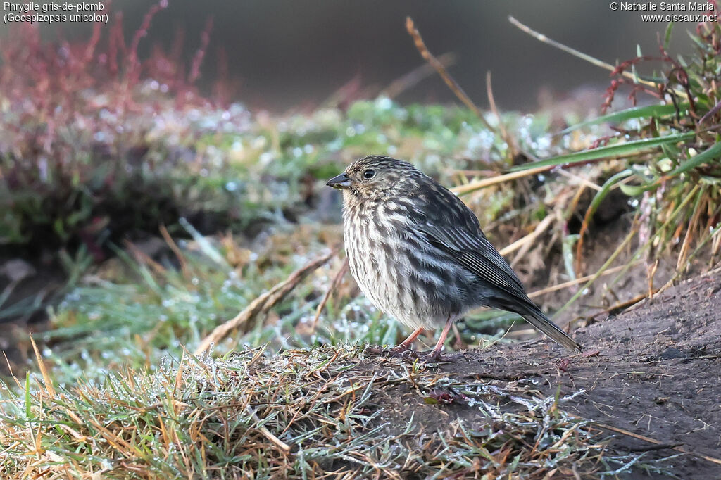 Phrygile gris-de-plomb femelle adulte, identification