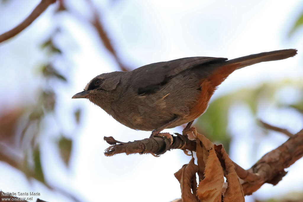 Abyssinian Catbirdadult, identification