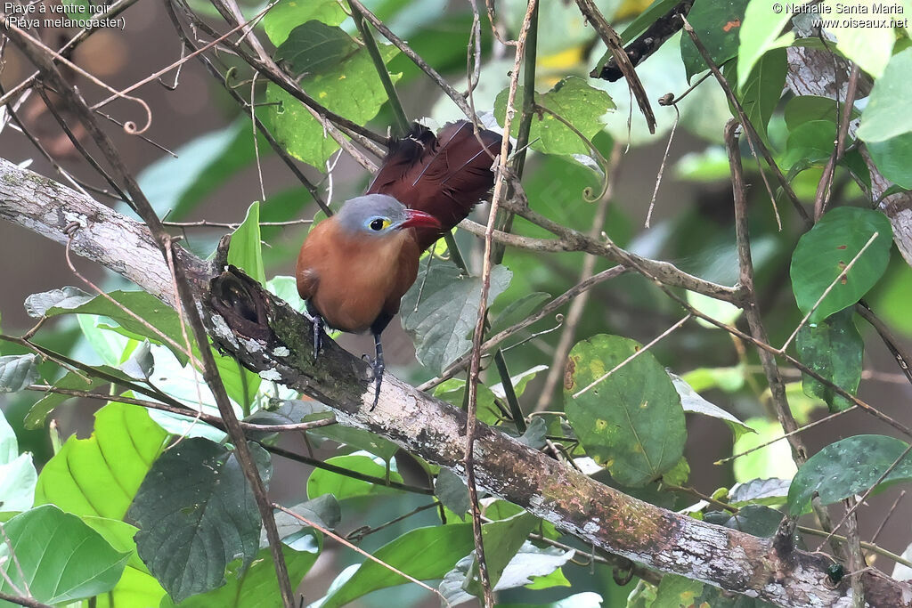 Piaye à ventre noiradulte, identification