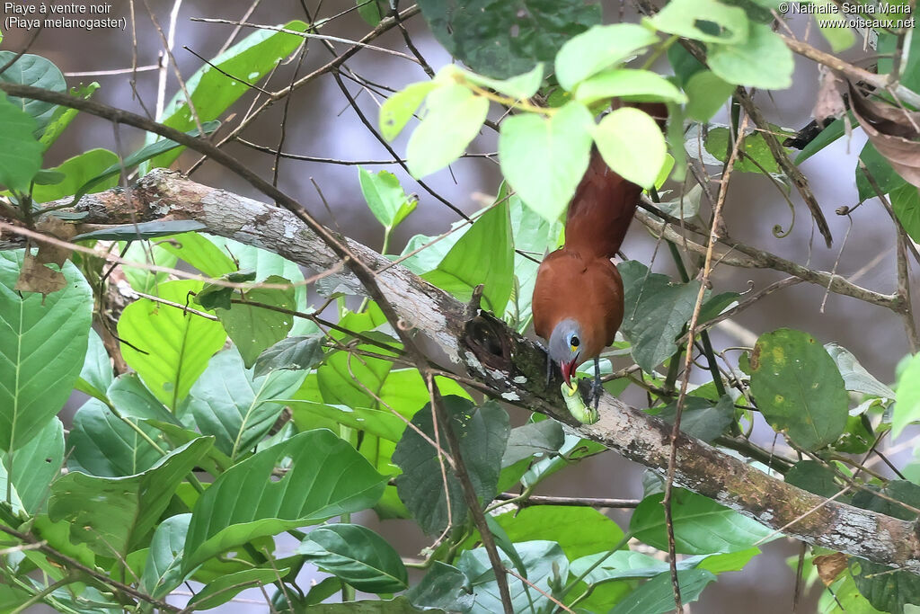 Piaye à ventre noiradulte, identification, régime, mange