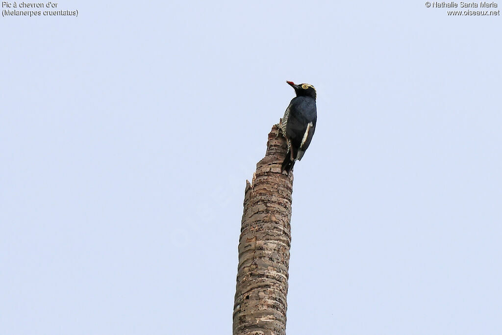 Pic à chevron d'oradulte, identification