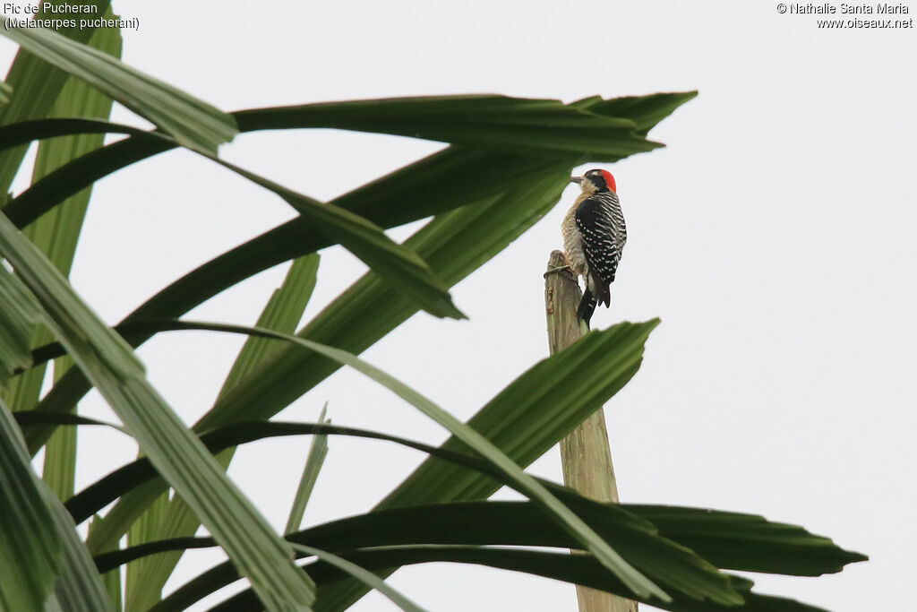 Black-cheeked Woodpecker female adult