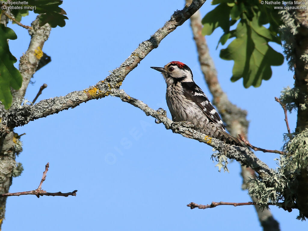 Lesser Spotted Woodpecker male adult, identification, habitat, Behaviour