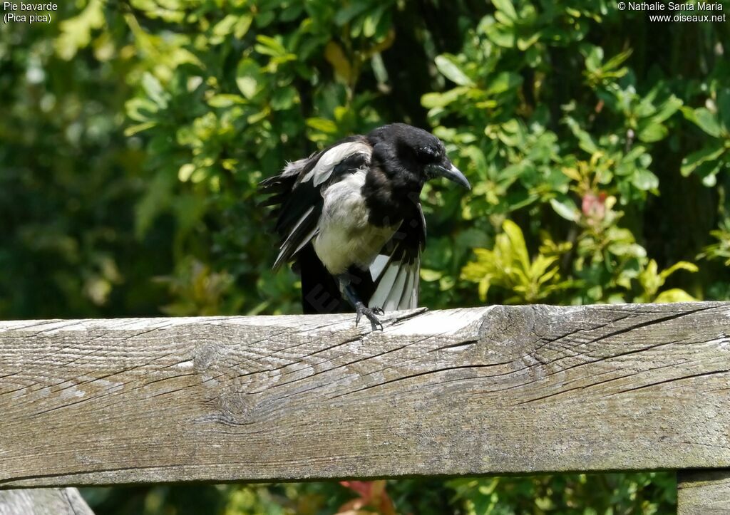 Pie bavardeadulte, identification, habitat
