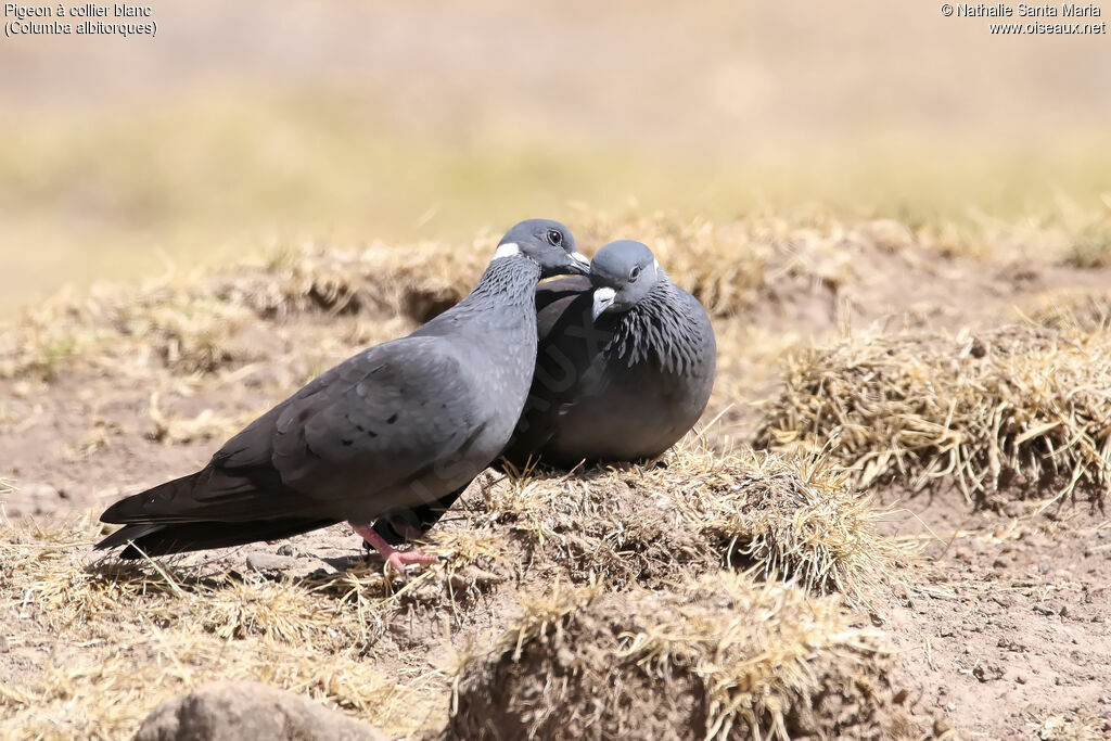 White-collared Pigeonadult, identification, habitat