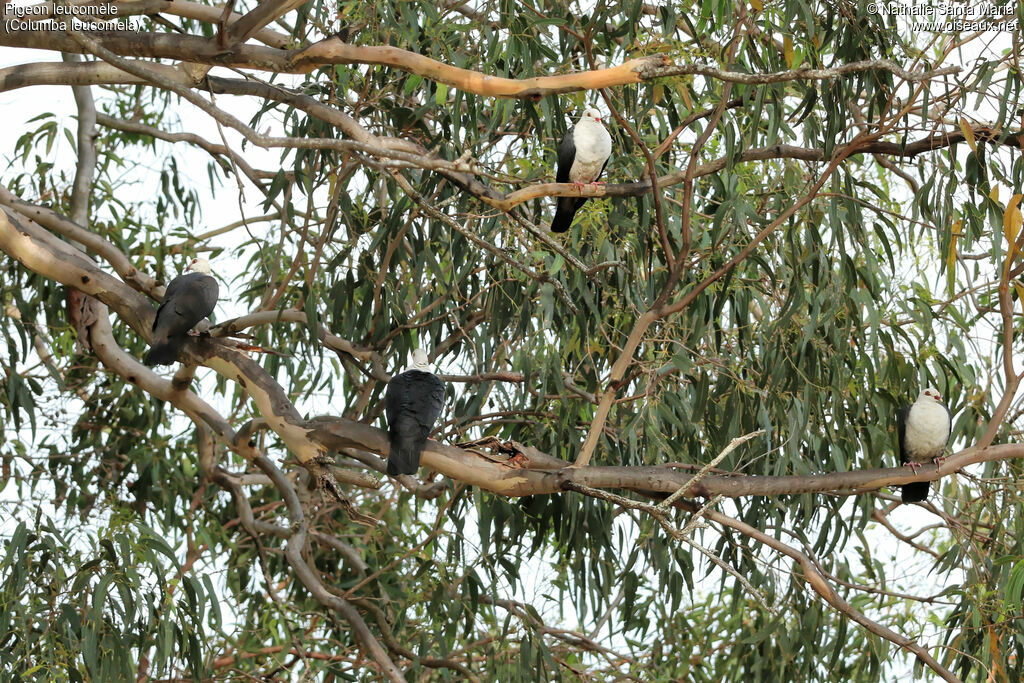 White-headed Pigeon, habitat