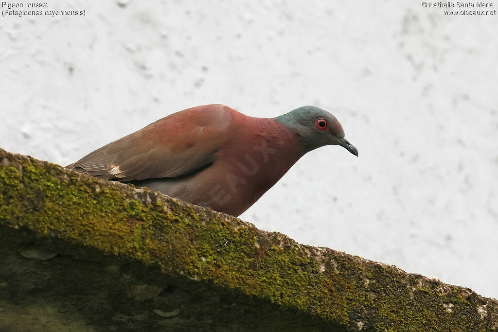 Pigeon roussetadulte, identification