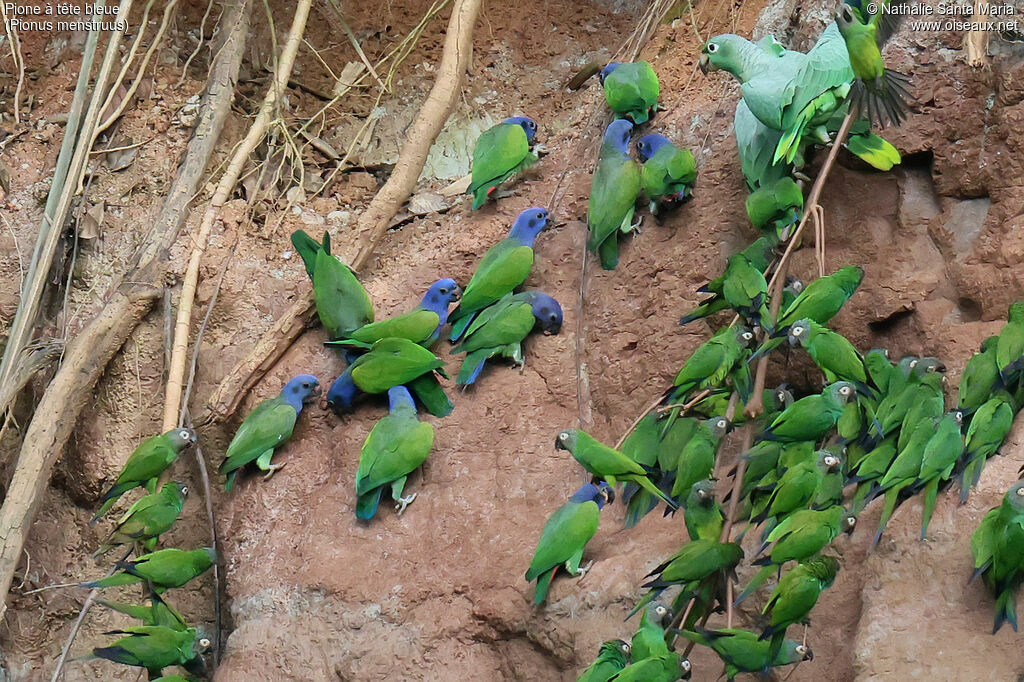 Pione à tête bleueadulte, habitat, régime, mange
