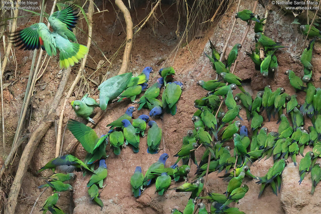 Pione à tête bleueadulte, habitat, régime, mange
