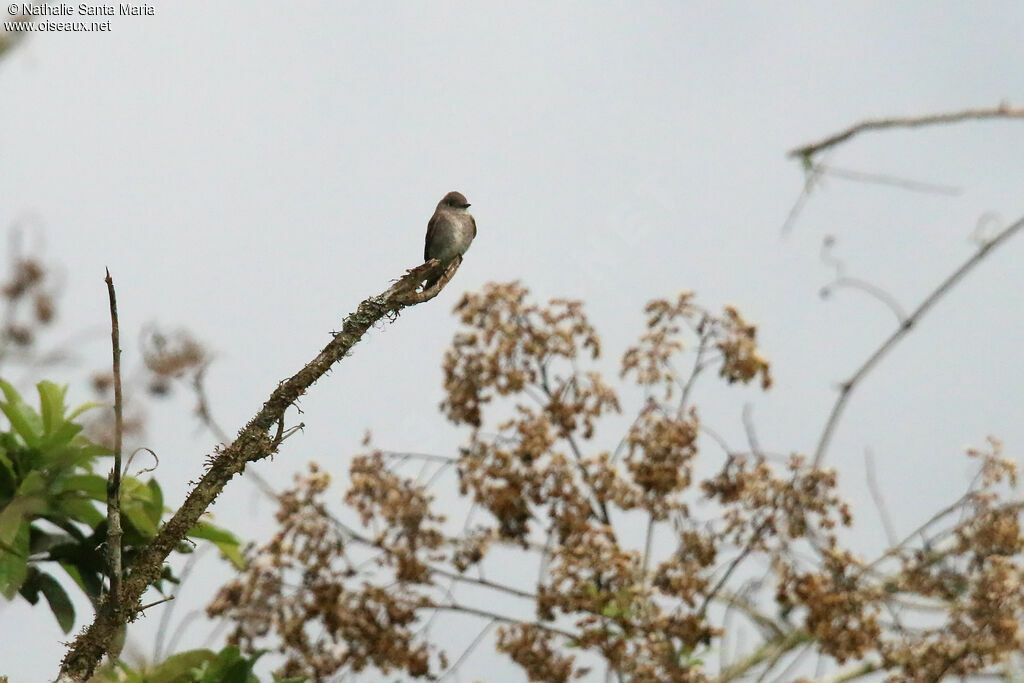 Pioui de l'Ouestadulte, habitat