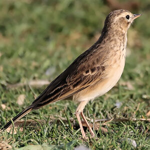 Pipit africain