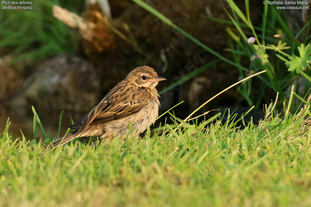 Pipit des arbresjuvénile, identification