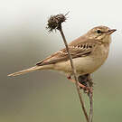 Pipit rousseline