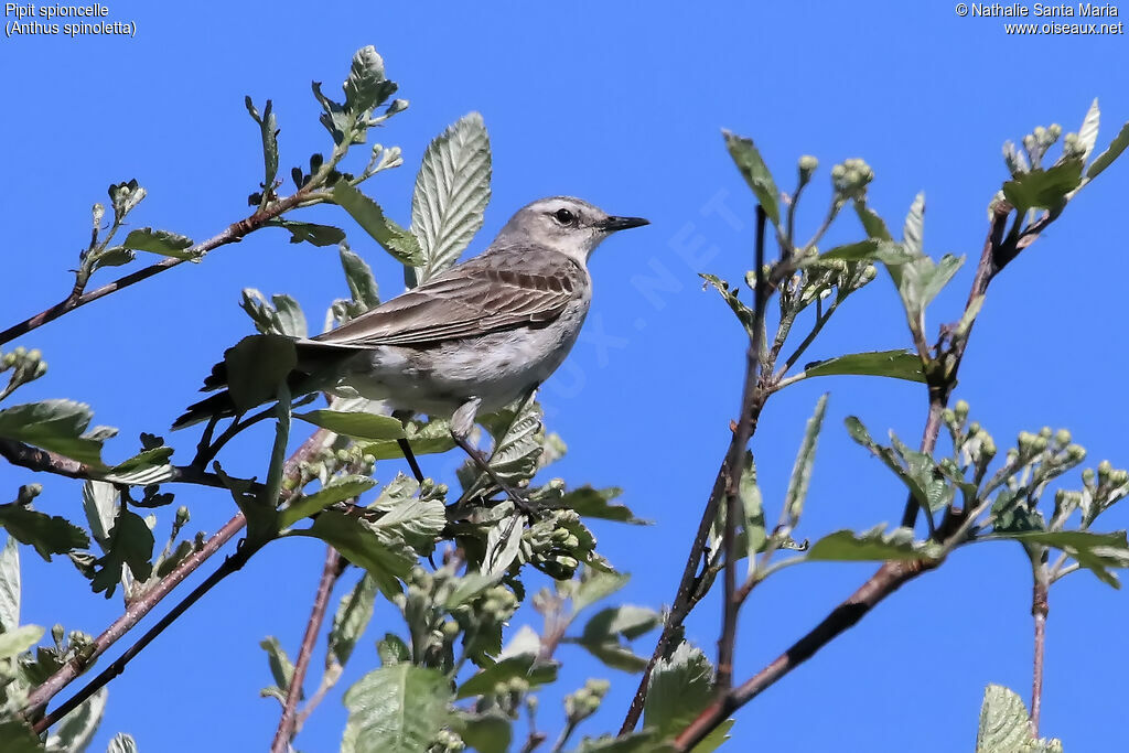 Water Pipitadult, habitat