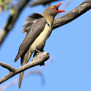 Piqueboeuf à bec rouge