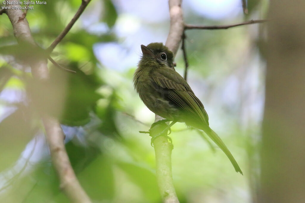 Eye-ringed Flatbilladult, identification
