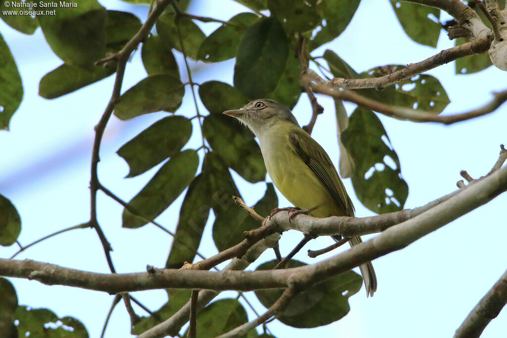 Yellow-olive Flatbilladult, identification
