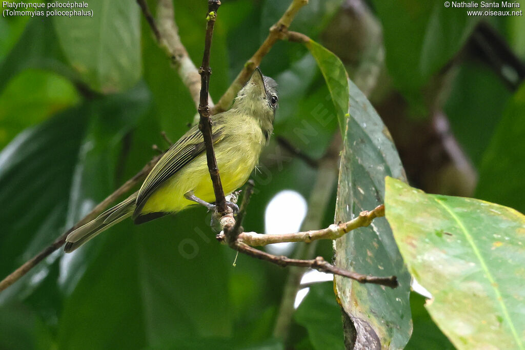 Grey-crowned Flatbill