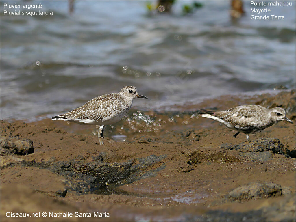 Grey Ploveradult post breeding, identification, habitat, Behaviour