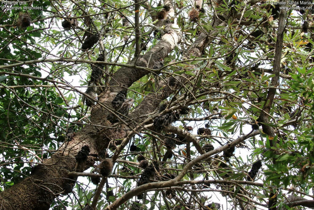 Podarge grisadulte, habitat