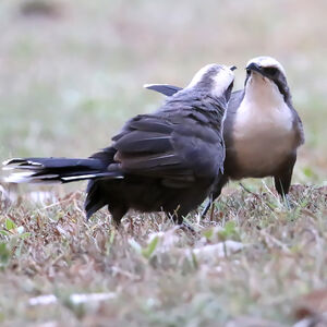 Pomatostome à calotte grise